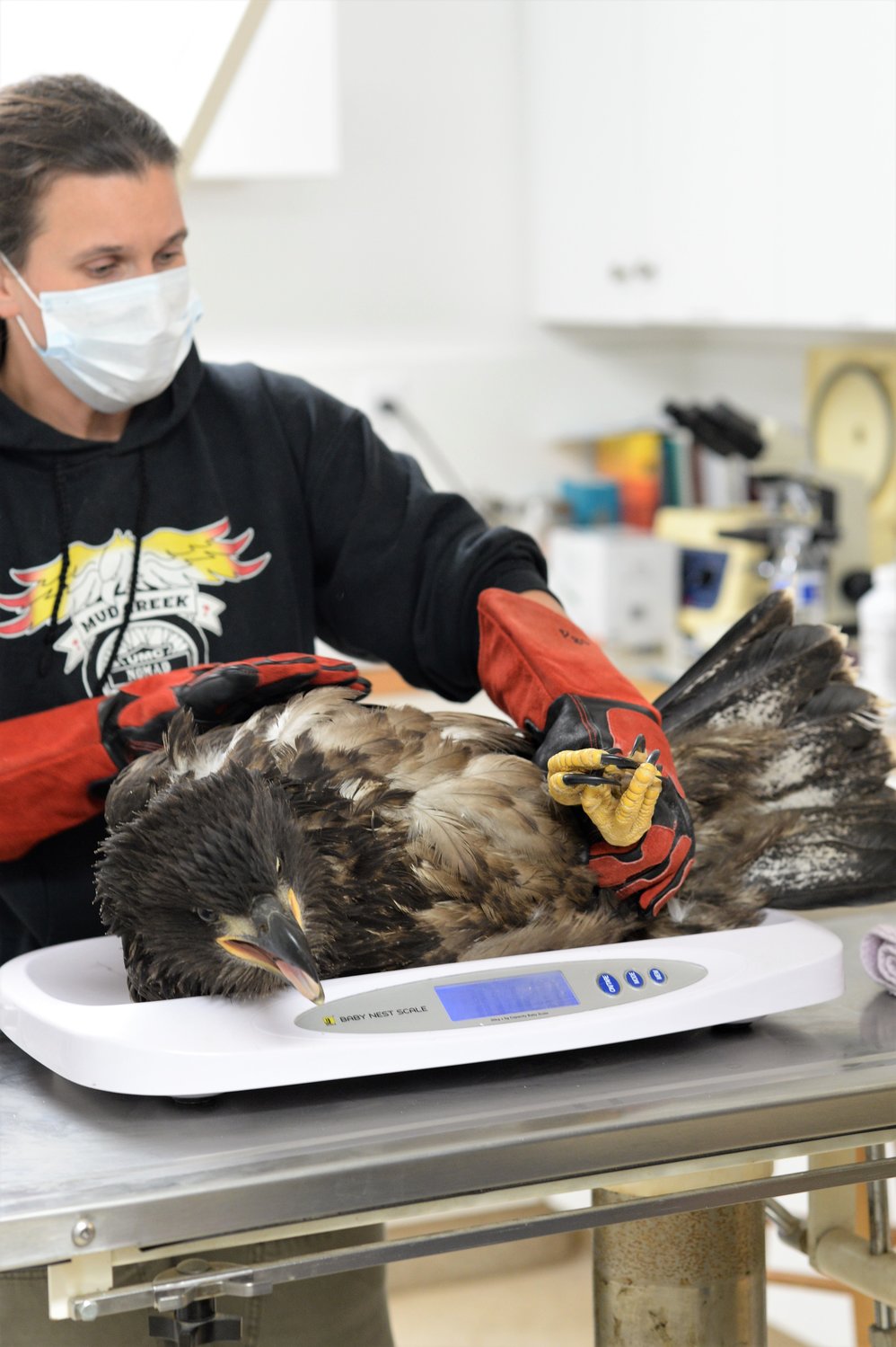 Sara Penhallegon examines an eagle at Center Valley Animal Rescue.